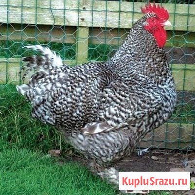 Птица Рыбное - изображение 3