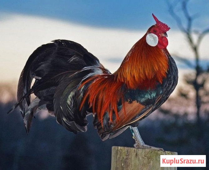 Птица Рыбное - изображение 4