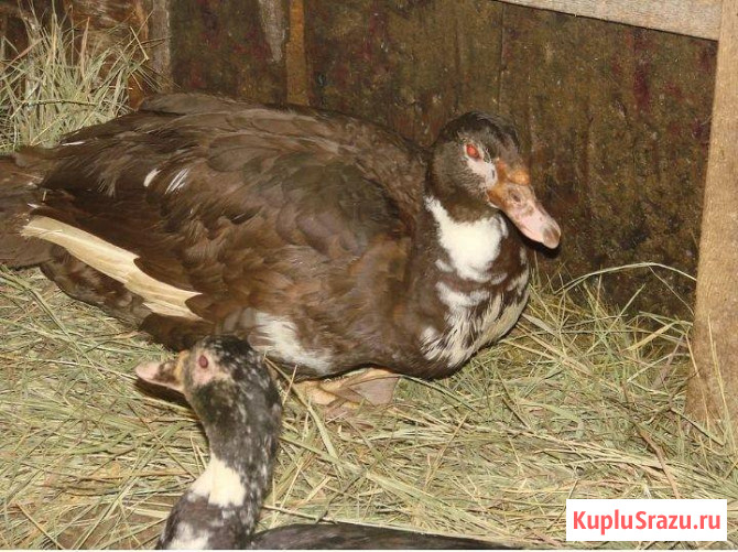 Птица Рыбное - изображение 2