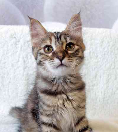 Маленькая полосатая кото-рысь ищет дом Москва