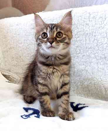 Маленькая полосатая кото-рысь ищет дом Москва