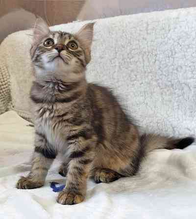 Маленькая полосатая кото-рысь ищет дом Москва