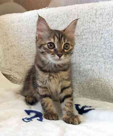 Маленькая полосатая кото-рысь ищет дом Москва