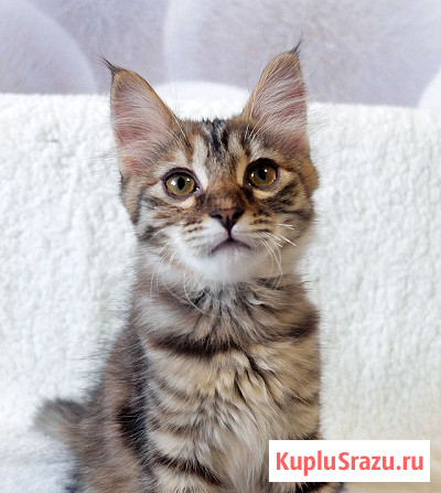 Маленькая полосатая кото-рысь ищет дом Москва - изображение 4