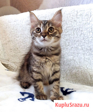 Маленькая полосатая кото-рысь ищет дом Москва - изображение 1