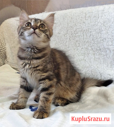 Маленькая полосатая кото-рысь ищет дом Москва - изображение 2