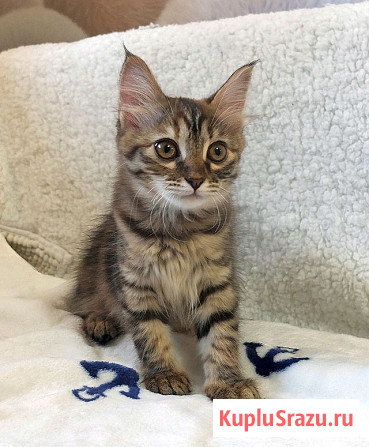 Маленькая полосатая кото-рысь ищет дом Москва - изображение 3