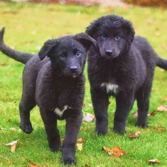 Чудесные домашние щенки мальчик и девочки в добрые руки Москва