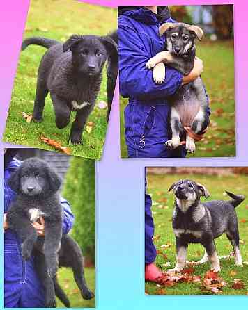 Чудесные домашние щенки мальчик и девочки в добрые руки Москва