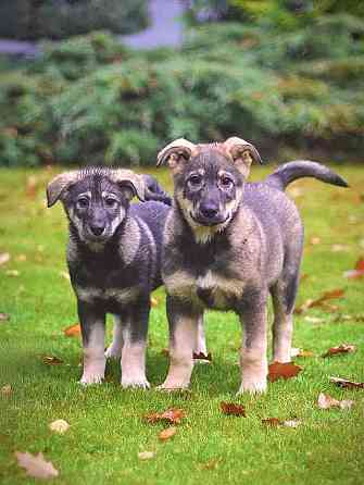 Чудесные домашние щенки мальчик и девочки в добрые руки Москва