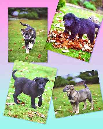 Чудесные домашние щенки мальчик и девочки в добрые руки Москва