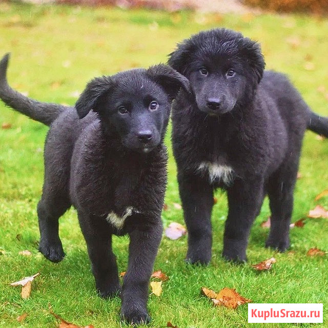 Чудесные домашние щенки мальчик и девочки в добрые руки Москва - изображение 3