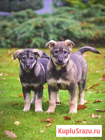Чудесные домашние щенки мальчик и девочки в добрые руки Москва - изображение 4