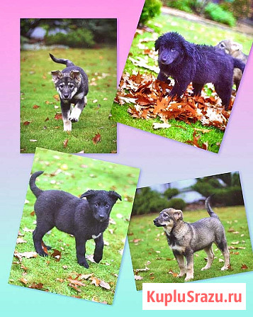 Чудесные домашние щенки мальчик и девочки в добрые руки Москва - изображение 1