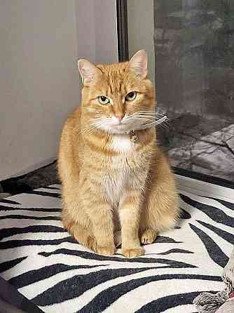 Воспитанная интеллигентная рыжая кошечка Алиса ищет дом Москва