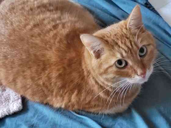 Воспитанная интеллигентная рыжая кошечка Алиса ищет дом Москва