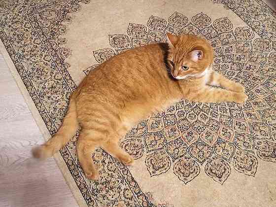 Воспитанная интеллигентная рыжая кошечка Алиса ищет дом Москва