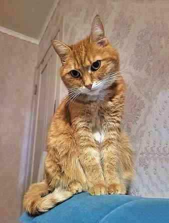 Воспитанная интеллигентная рыжая кошечка Алиса ищет дом Москва