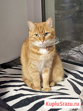 Воспитанная интеллигентная рыжая кошечка Алиса ищет дом Москва - изображение 3