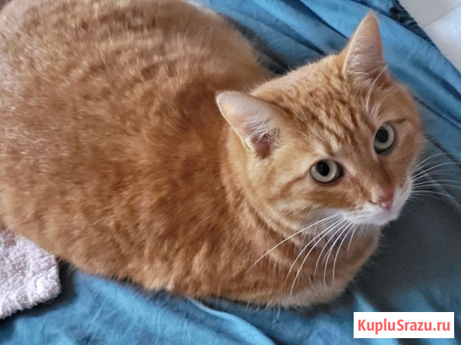 Воспитанная интеллигентная рыжая кошечка Алиса ищет дом Москва - изображение 4