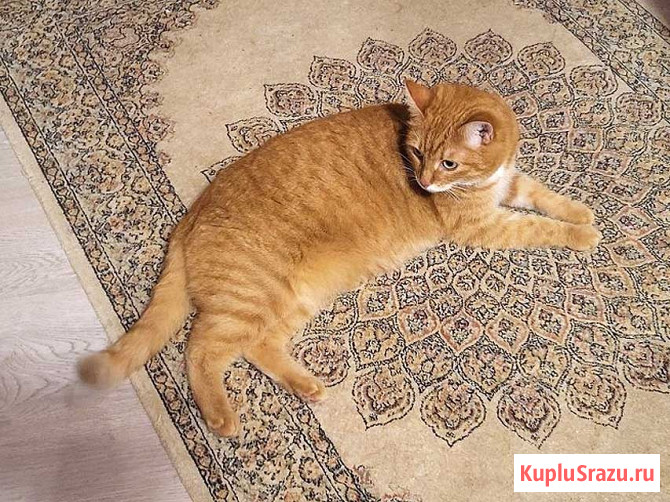 Воспитанная интеллигентная рыжая кошечка Алиса ищет дом Москва - изображение 2