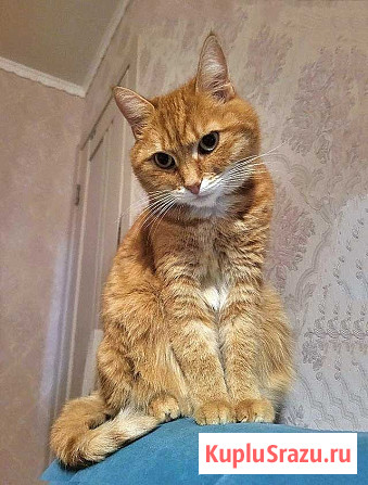 Воспитанная интеллигентная рыжая кошечка Алиса ищет дом Москва - изображение 1
