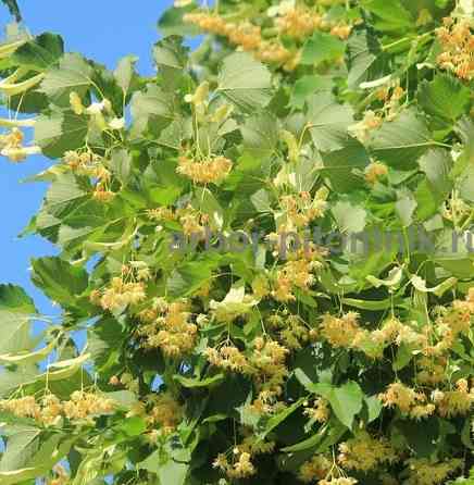 Крупномеры в Москве и Подмосковье с доставкой и посадкой Москва