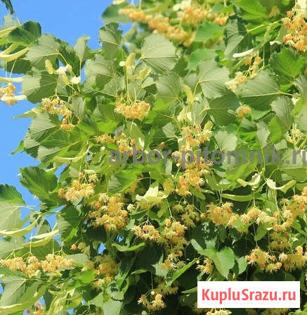 Крупномеры в Москве и Подмосковье с доставкой и посадкой Москва - изображение 4