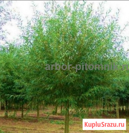 Крупномеры в Москве и Подмосковье с доставкой и посадкой Москва - изображение 2