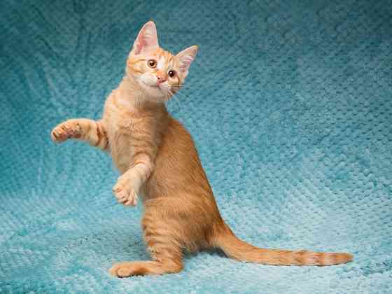 Котёнок Марчелло - рыжее солнышко в добрые руки Москва