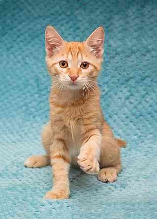 Котёнок Марчелло - рыжее солнышко в добрые руки Москва