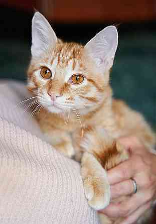Котёнок Марчелло - рыжее солнышко в добрые руки Москва