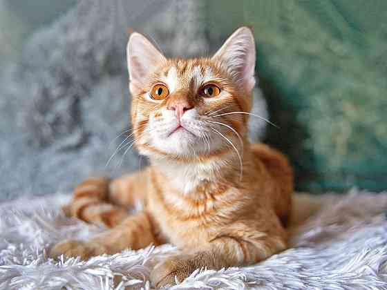 Котёнок Марчелло - рыжее солнышко в добрые руки Москва