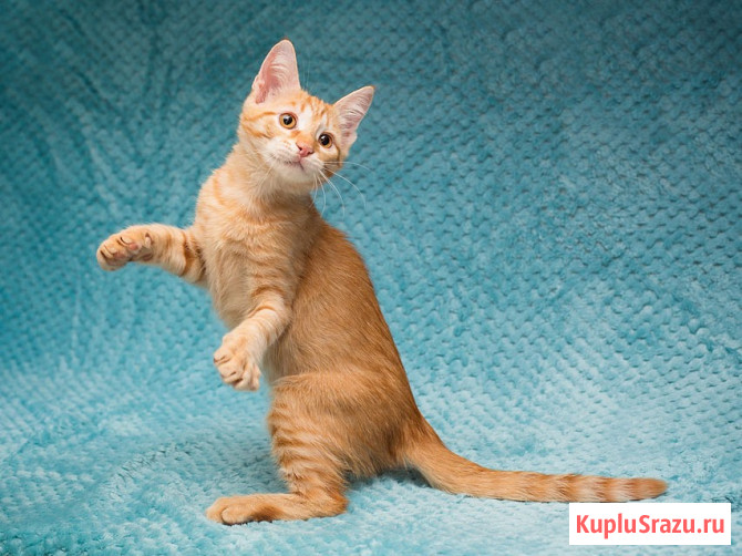 Котёнок Марчелло - рыжее солнышко в добрые руки Москва - изображение 2