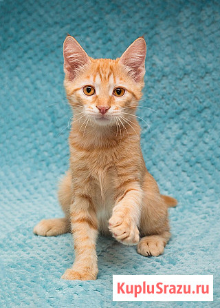 Котёнок Марчелло - рыжее солнышко в добрые руки Москва - изображение 4