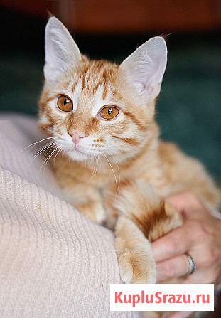 Котёнок Марчелло - рыжее солнышко в добрые руки Москва - изображение 1