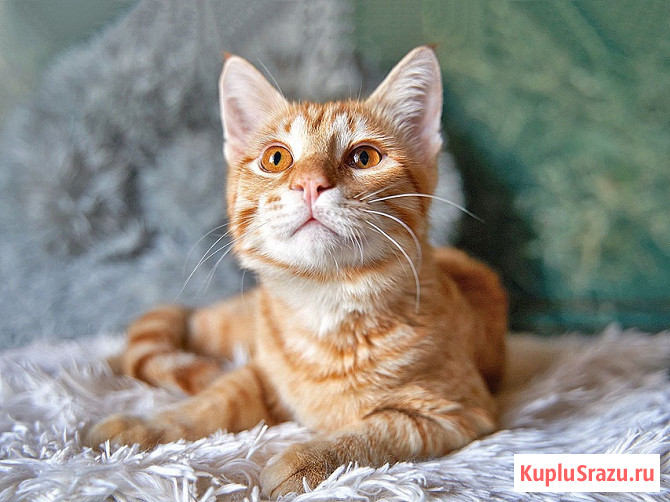 Котёнок Марчелло - рыжее солнышко в добрые руки Москва - изображение 3