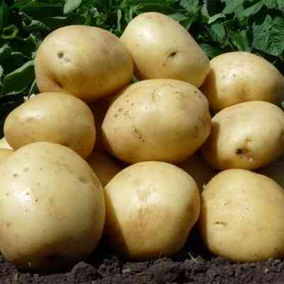 Алтайский картофель оптом для готовки, сушки, чипсов и фри Барнаул