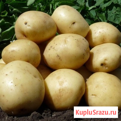 Алтайский картофель оптом для готовки, сушки, чипсов и фри Барнаул - изображение 1