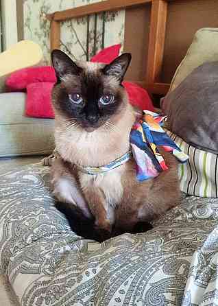 Ищет дом пожилая, очень нежная тайская кошка по имени Сюся Санкт-Петербург