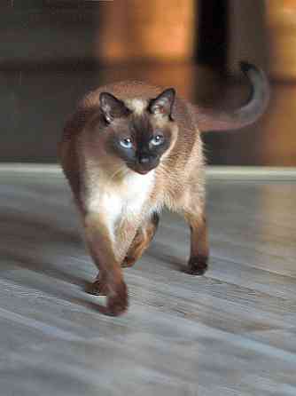 Ищет дом пожилая, очень нежная тайская кошка по имени Сюся Санкт-Петербург