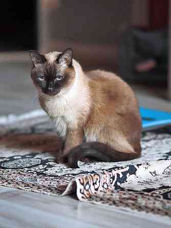 Ищет дом пожилая, очень нежная тайская кошка по имени Сюся Санкт-Петербург
