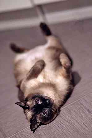 Ищет дом пожилая, очень нежная тайская кошка по имени Сюся Санкт-Петербург