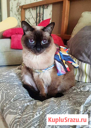 Ищет дом пожилая, очень нежная тайская кошка по имени Сюся Санкт-Петербург - изображение 3