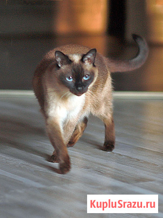 Ищет дом пожилая, очень нежная тайская кошка по имени Сюся Санкт-Петербург - изображение 1