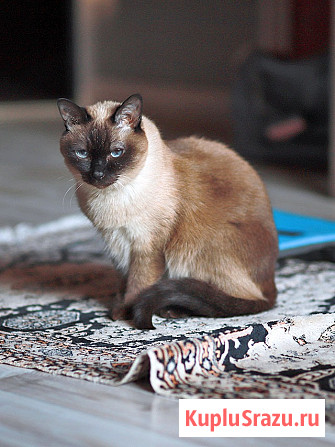 Ищет дом пожилая, очень нежная тайская кошка по имени Сюся Санкт-Петербург - изображение 2