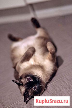 Ищет дом пожилая, очень нежная тайская кошка по имени Сюся Санкт-Петербург - изображение 4