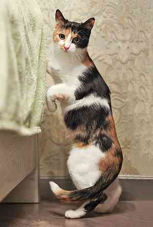 Очаровательная трёхцветка Лора в поиске дома Москва