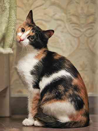 Очаровательная трёхцветка Лора в поиске дома Москва