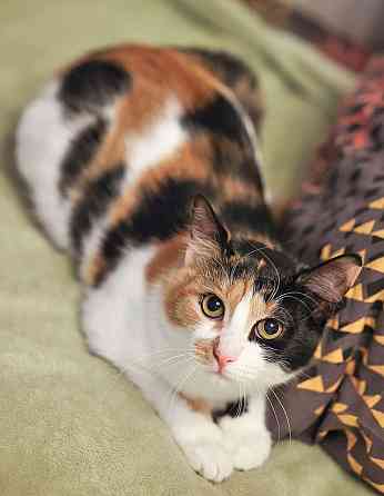 Очаровательная трёхцветка Лора в поиске дома Москва